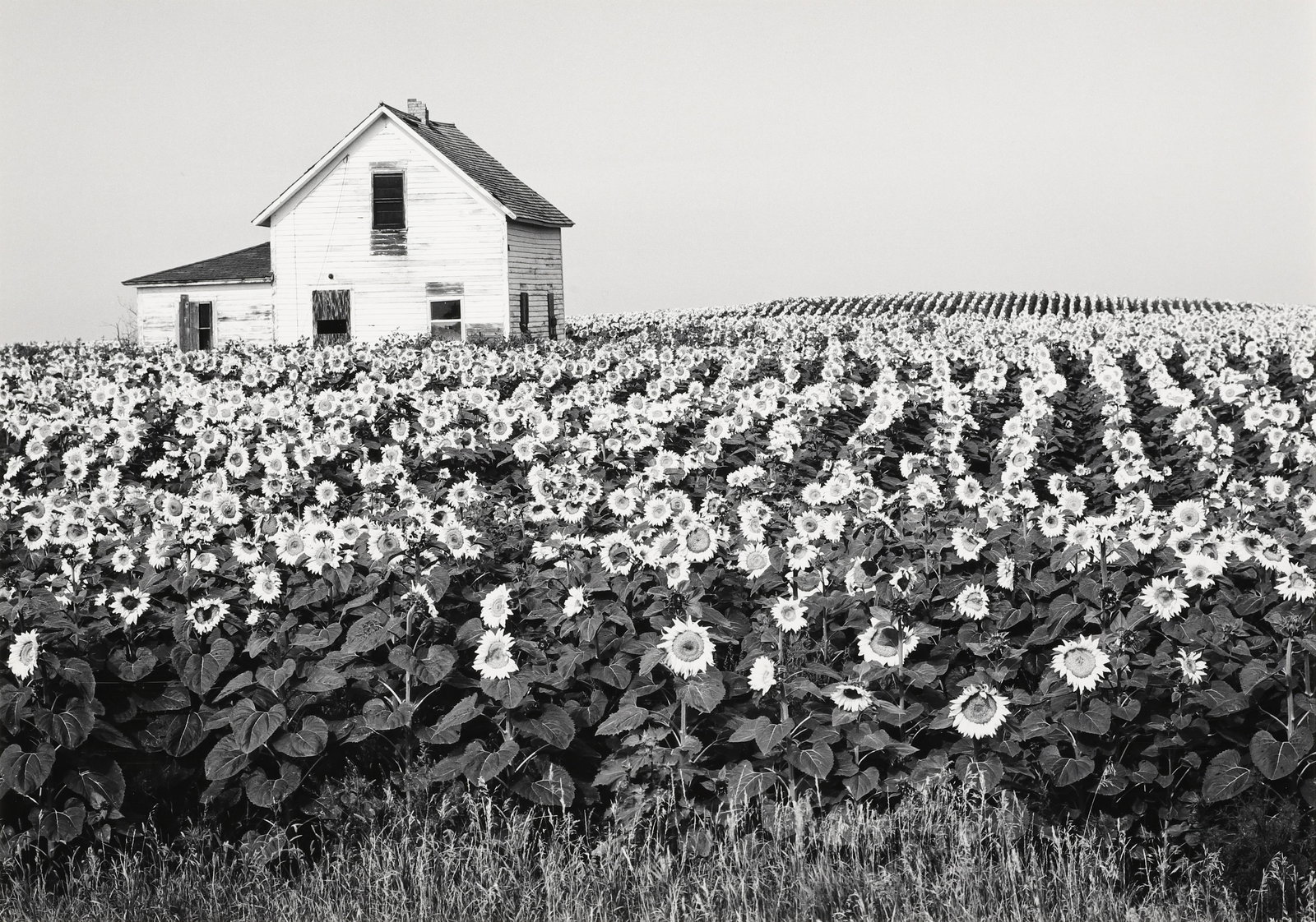 HENRY GILPIN - Sun Flowers, North Dakota, 1981: This vintage print of one of Henry Gilpin"s most be-loved images is signed in pencil mount recto with the Message from the West Coast Portfolio stamp, title and numbering mount verso. Materials & Tech