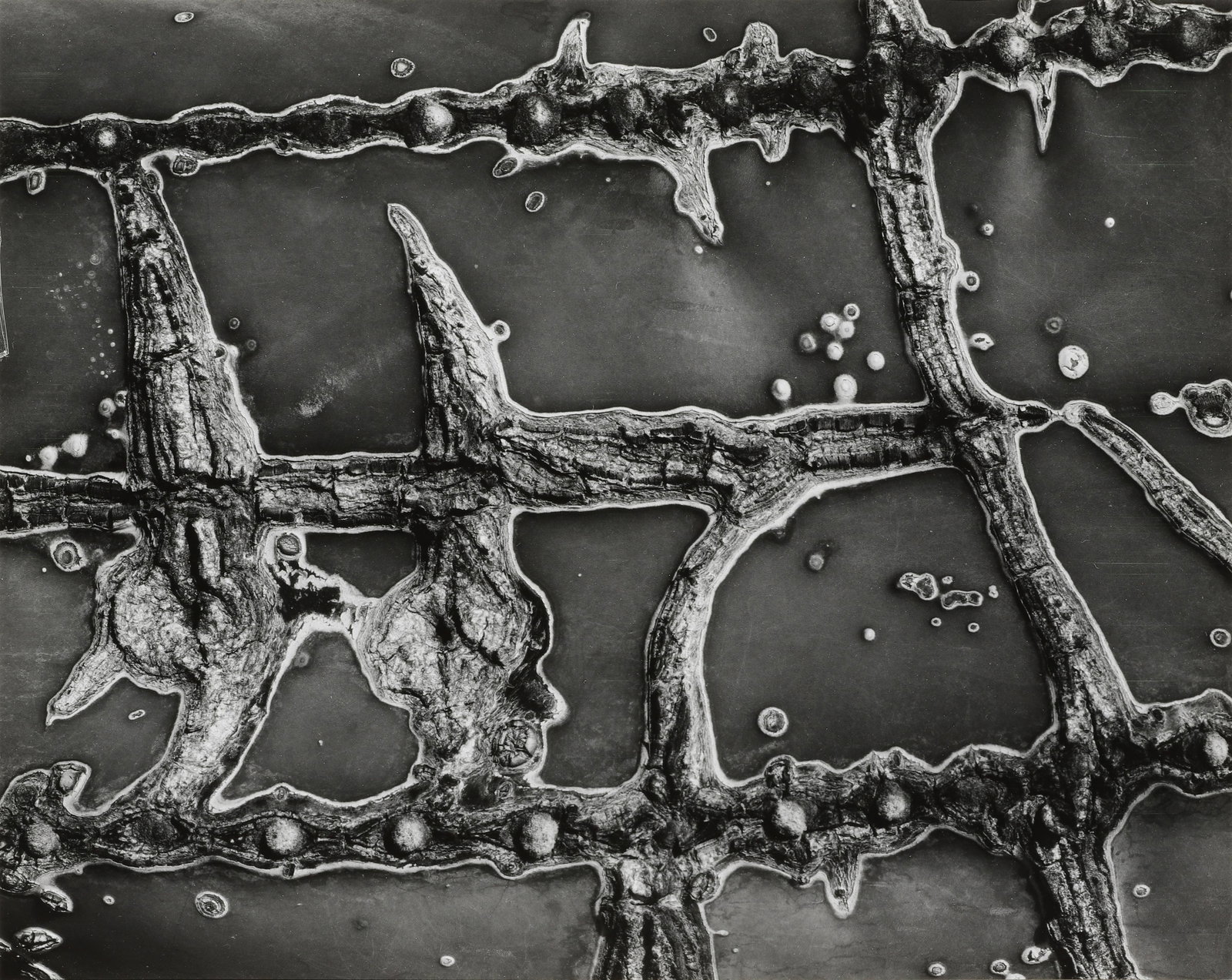 BRETT WESTON - Cactus Abrasion, 1966: Signed and dated in pencil mount recto. This vintage contact print was made in 1967 for inclusion in the Baja Portfolio. Annotated "2,000" in an unknown hand mount verso. Materials & Techniques: Vinta