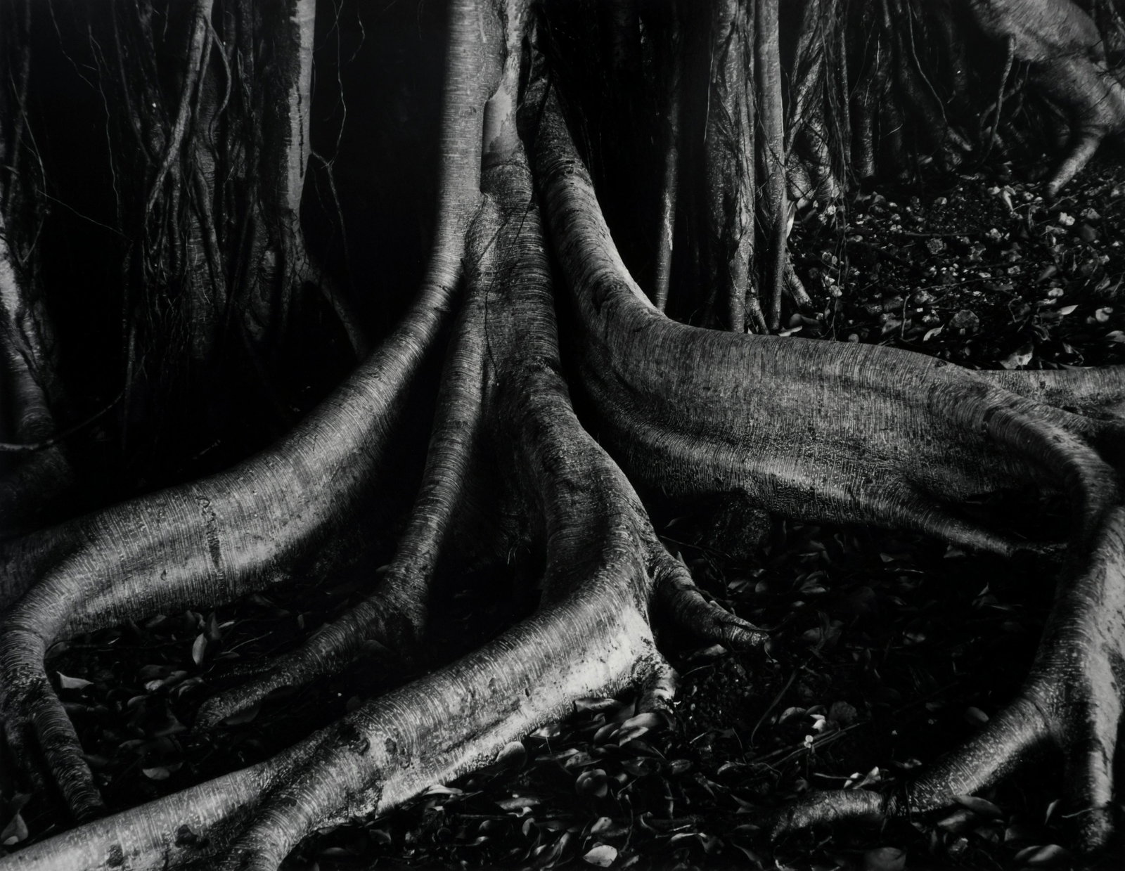 BRETT WESTON - Banyan Roots, Hawaii, 1980 - Signed: ARTIST: BRETT WESTON TITLE: "Banyan Roots, Hawaii, 1980" MEDIUM: Vintage silver gelatin print, mounted. Printed 1980. SIZE: Image - 10 5/8" x 13 5/8", Mount - 15" x 18", Mat - 16" x 20" DESCRIPTION<