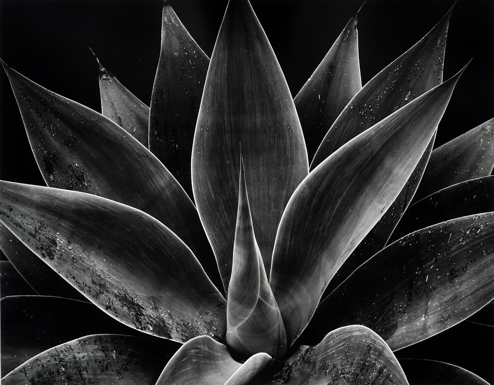 BRETT WESTON - Century Plant, California, 1977 - Signed: ARTIST: BRETT WESTON TITLE: "Century Plant, California, 1977" MEDIUM: Vintage silver gelatin print, mmounted. Printed 1970s. SIZE: Image - 10.5"x13.5", Mount - 16"x20", Matted - 20"x24" DESCRIPTION<