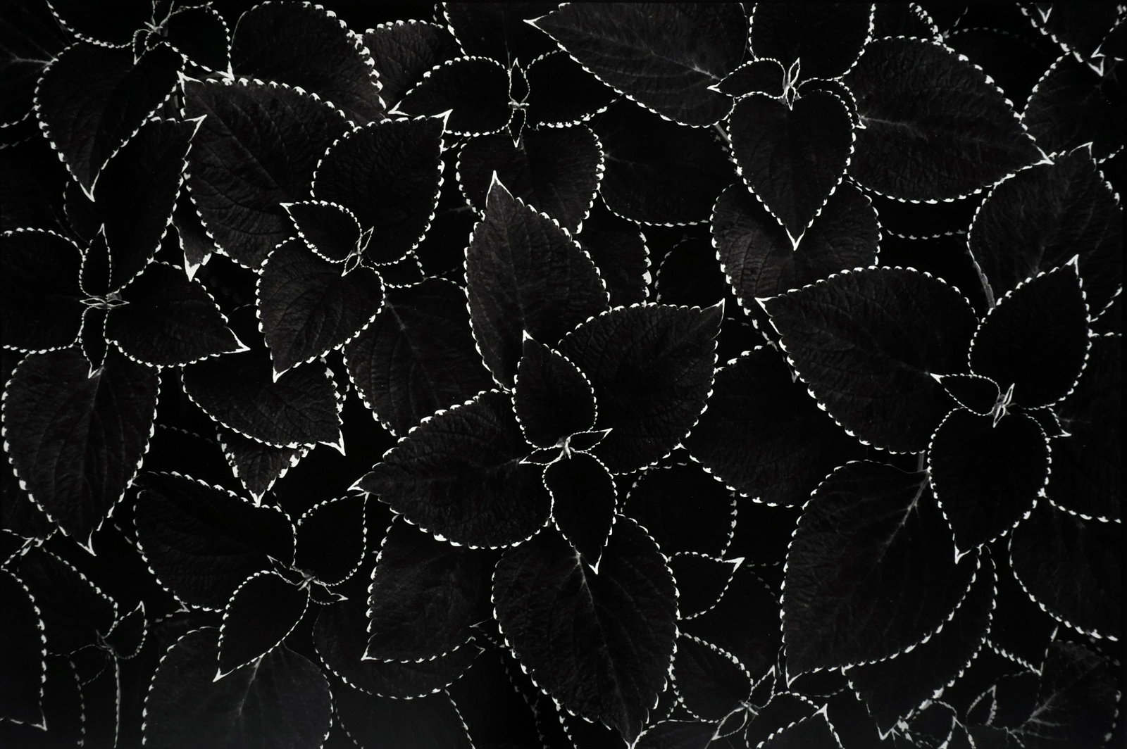 DON WORTH - Coleus, San Francisco, 1976 - Silver: ARTIST: DON WORTH TITLE: "Coleus, San Francisco, 1976" MEDIUM: Silver gelatin print, unmounted. Printed 1997. SIZE: Image - 8" x 12", Paper - 11" x 14", Mat - 15" x 18" DESCRIPTION: Signed in pe