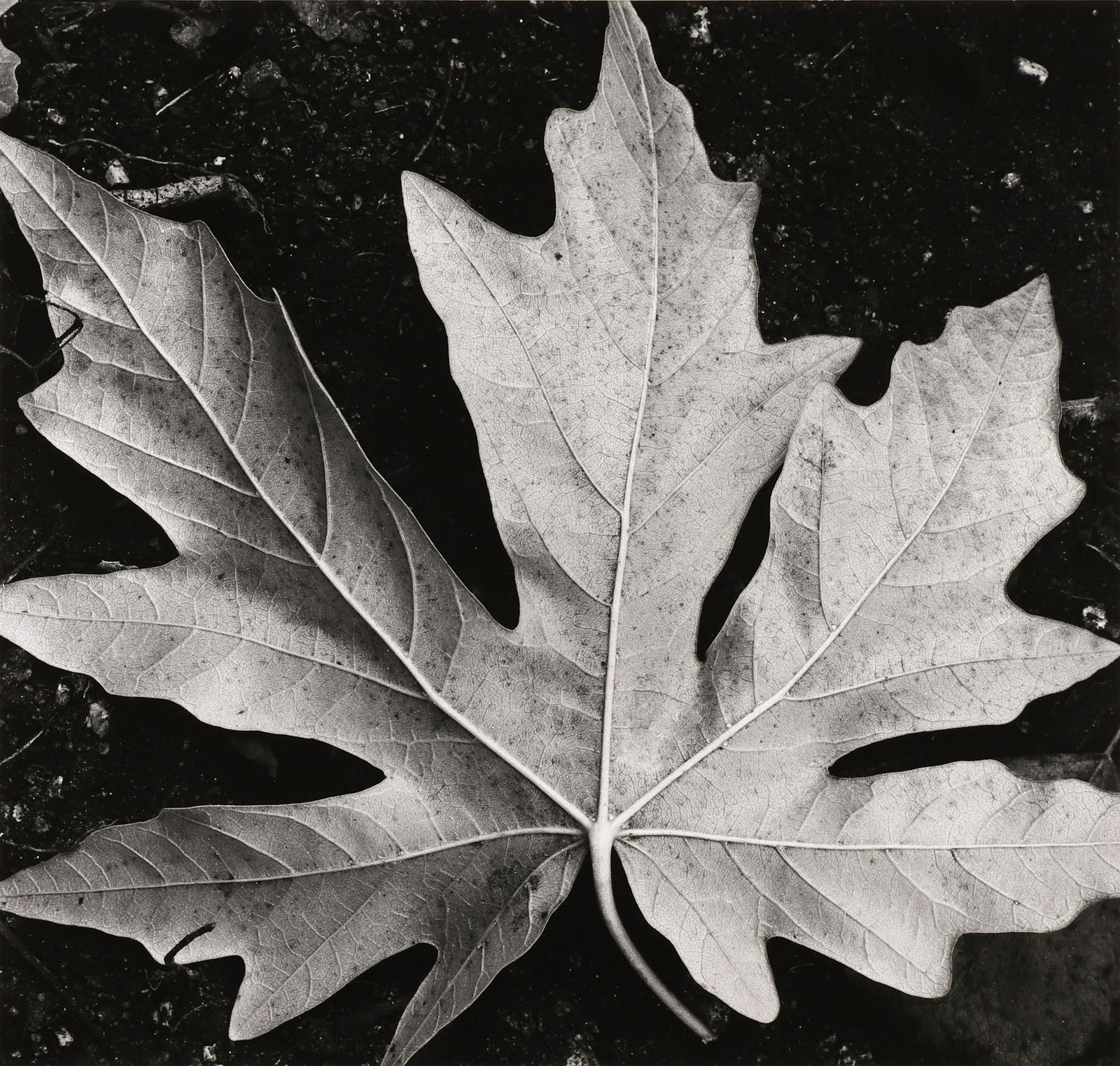 BRETT WESTON, ET AL. - Garland Memorial Portfolio, 1976 (1 of 20)