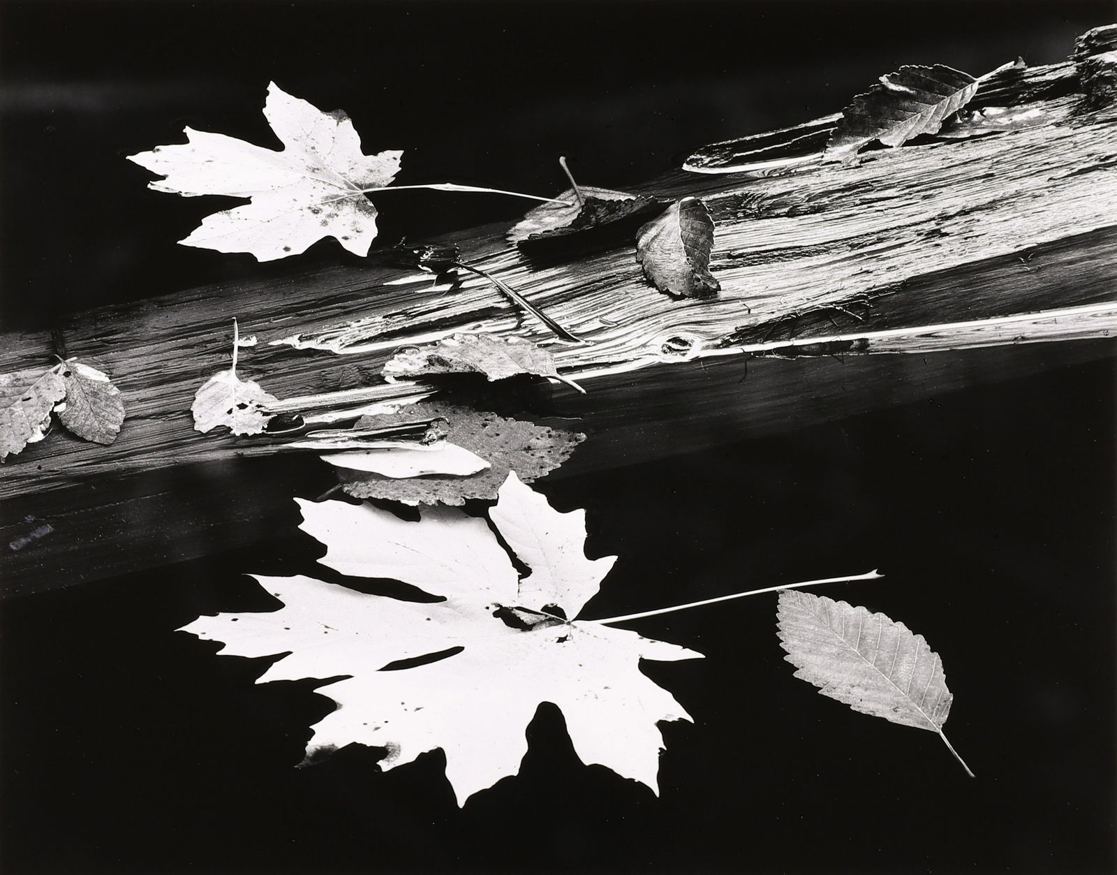 RICHARD GARROD - Leaves and Log, Oregon, 1976 (1 of 3)