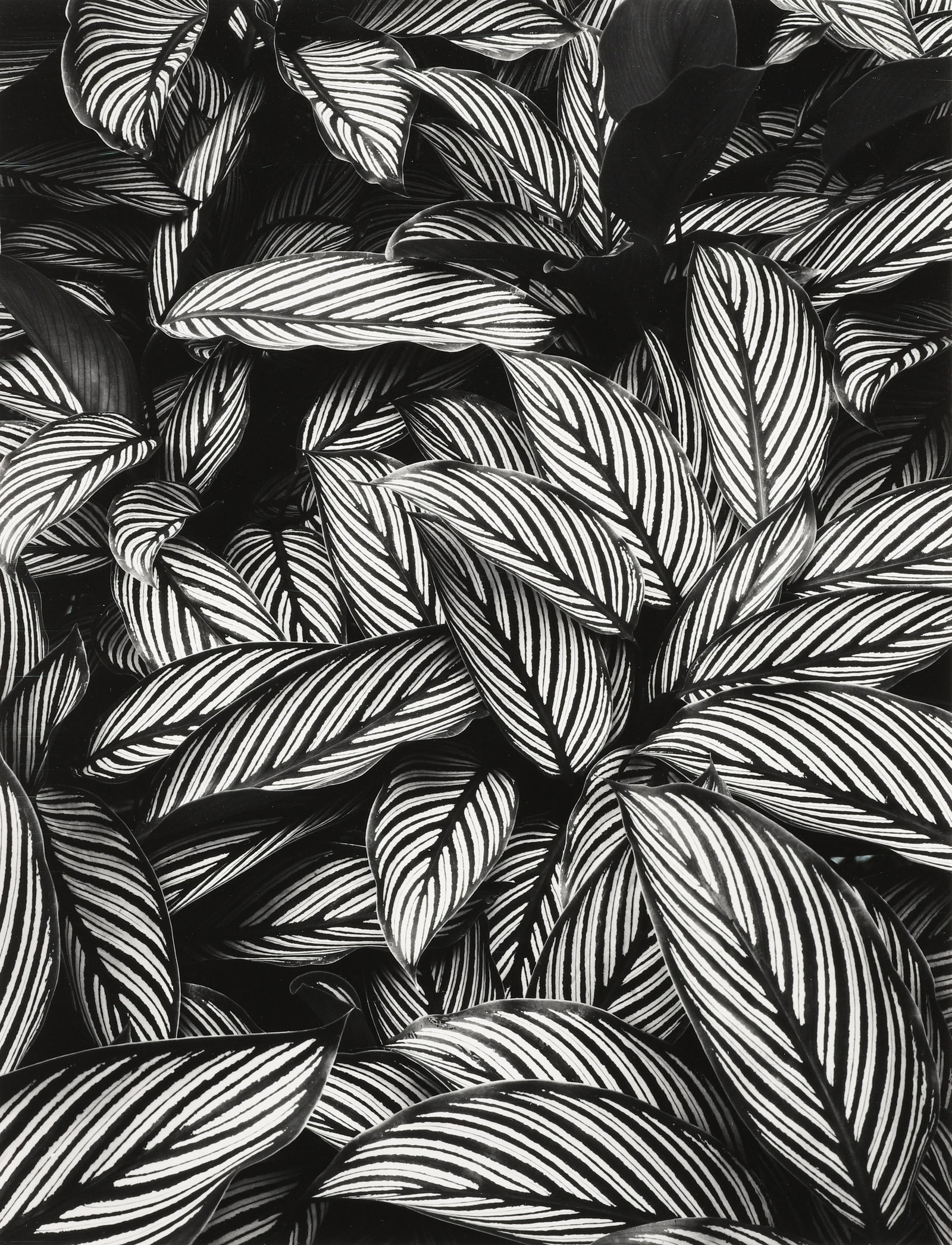 DON WORTH - Calathea Vittata, Oahu, 1977: ARTIST: DON WORTH TITLE: 'Calathea Vittata, Oahu, 1977' MEDIUM: Silver Gelatin IMAGE SIZE: 11 x 8 1/2 in DESCRIPTION: Signed in pencil with two blindstamps sheet recto. Title, date, and numbering in p