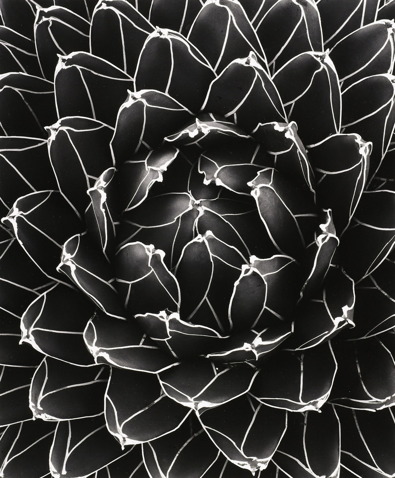 DON WORTH - Agave, Cuernavaca, Mexico, 1975 (1 of 4)