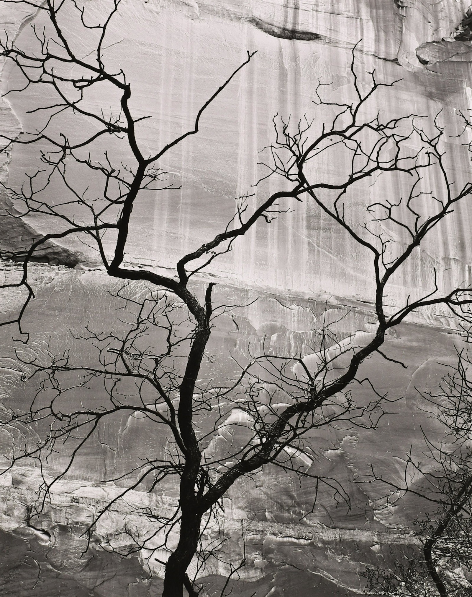 BRETT WESTON - Tree, Glen Canyon, 1960: ARTIST: BRETT WESTON TITLE: 'Tree, Glen Canyon, 1960' MEDIUM: Silver Gelatin IMAGE SIZE: 9 1/2 x 7 1/2 in DESCRIPTION: This silver gelatin print is signed and dated in pencil mount recto. From the col