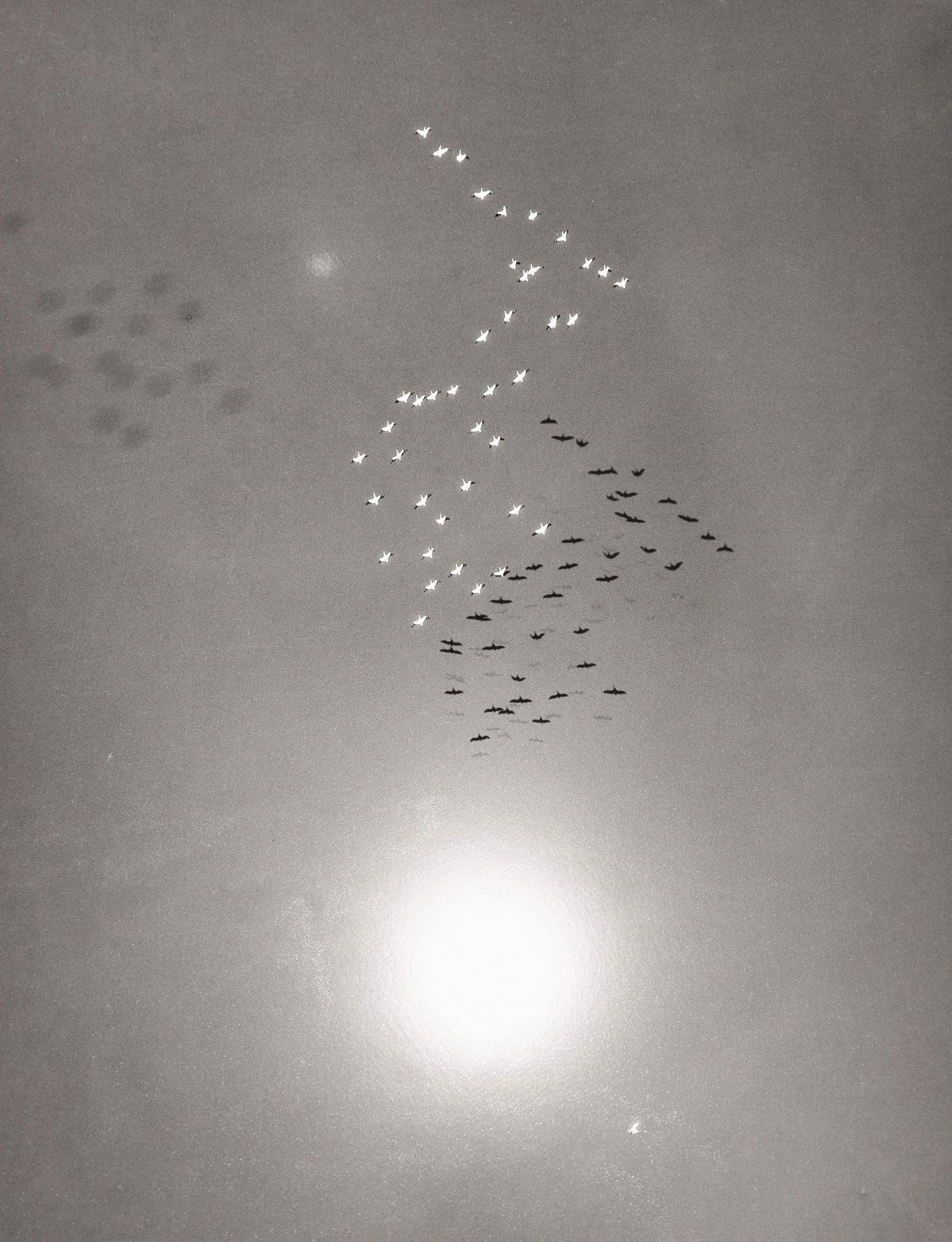 WILLIAM GARNETT - Snow Geese with Reflection of the Sun (1 of 4)