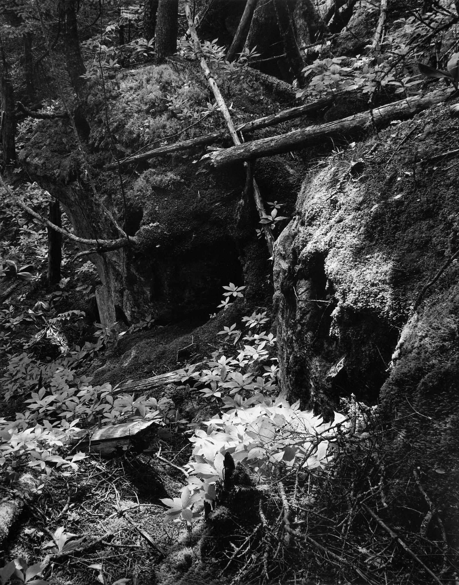 PAUL CAPONIGRO - Ravens Gulch, Lubec, Maine, 1960 (1 of 4)