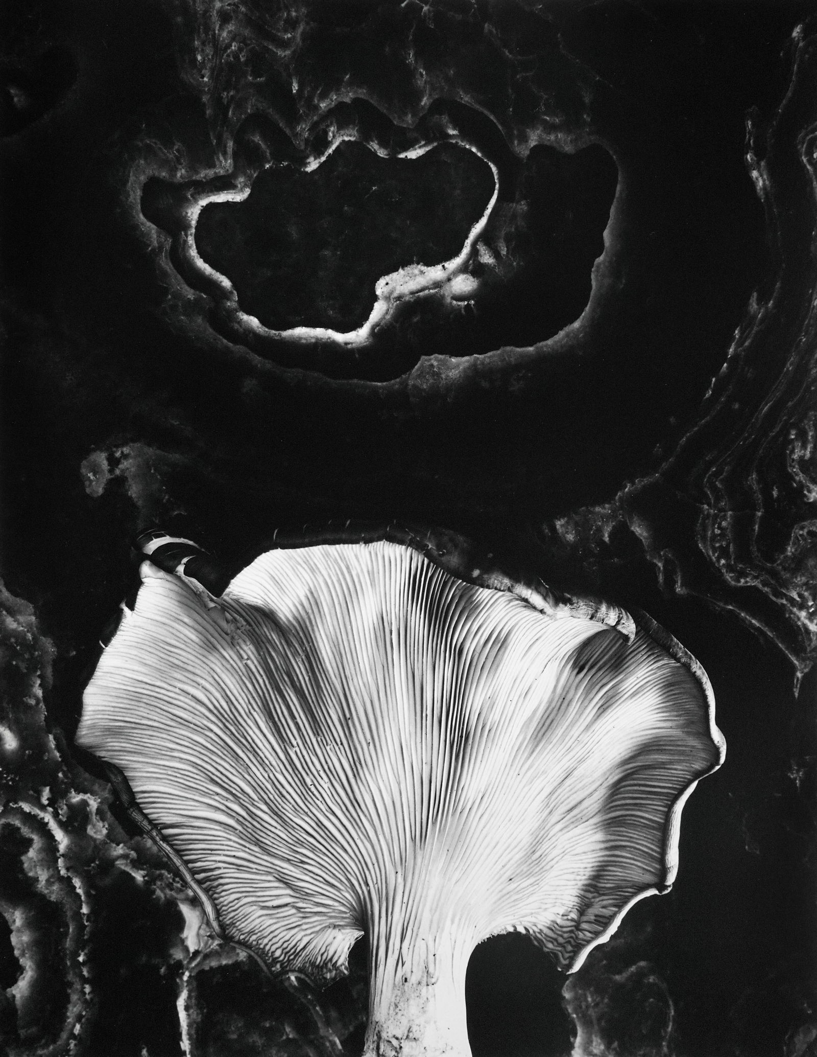 PAUL CAPONIGRO - Fungus, Ipswich, MA, 1962 (1 of 5)