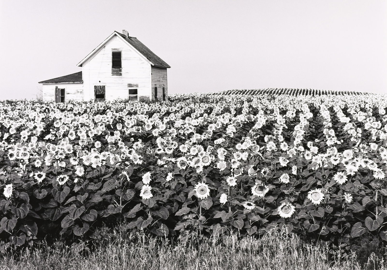 HENRY GILPIN - Sunflowers, North Dakota, 1981 (1 of 4)