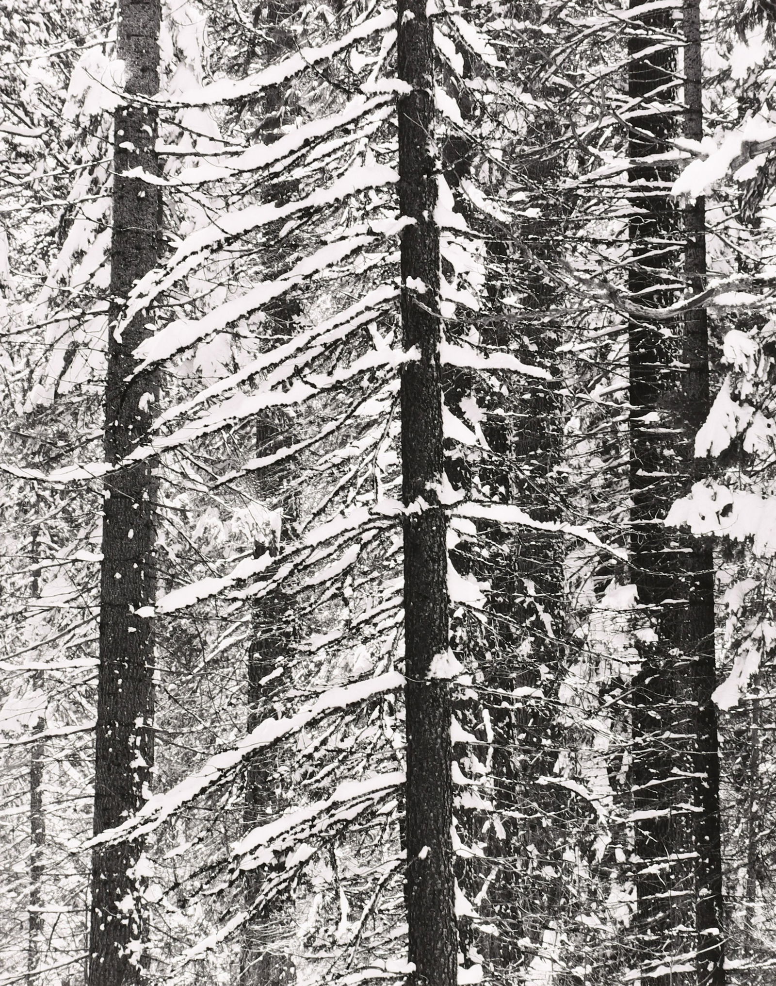 ROBERT K. BYERS - Big Oak Flat Road, Yosemite, CA, 1985 (1 of 3)