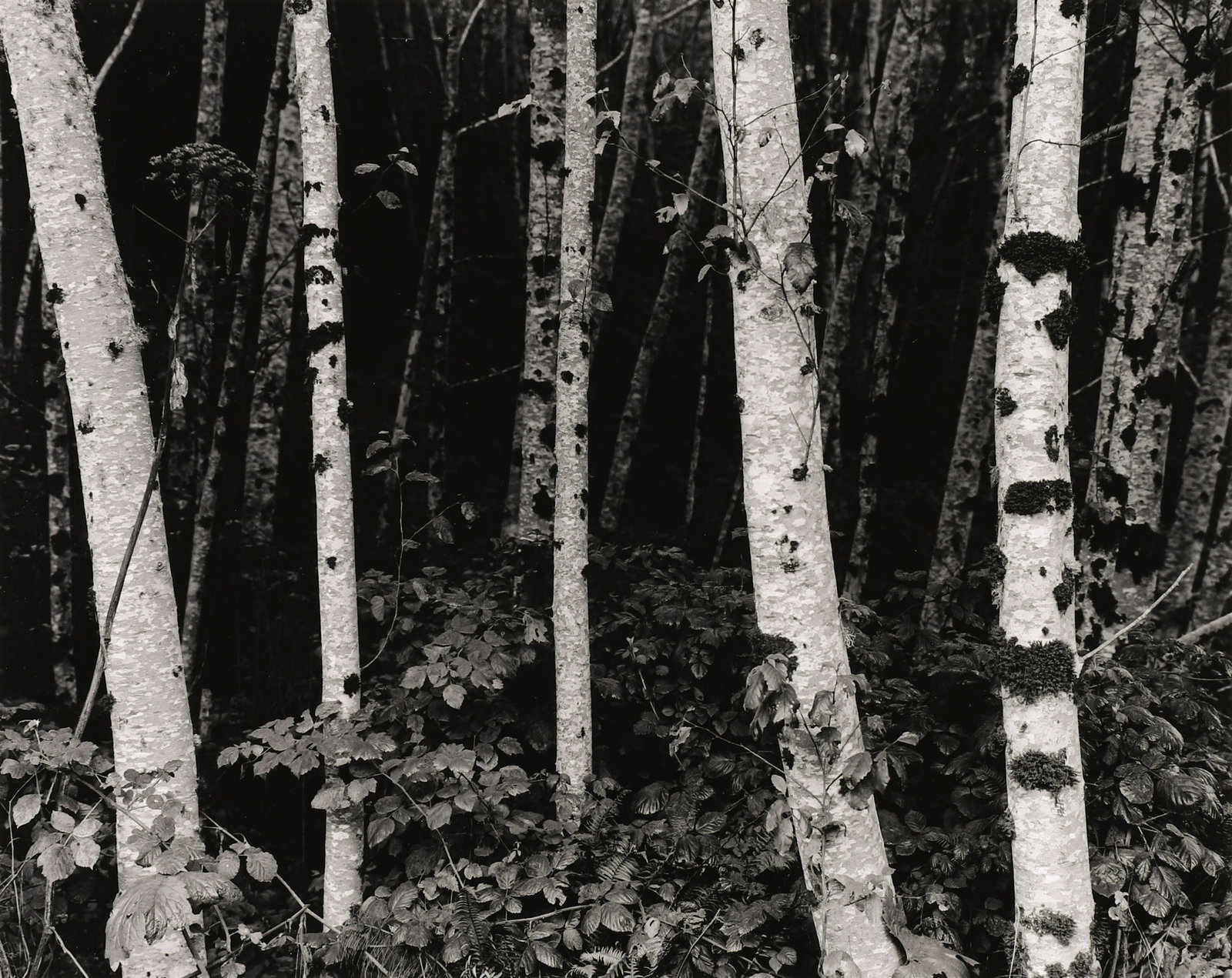 ROBERT K. BYERS - Alders at Redwood NP Near Crescent (1 of 3)