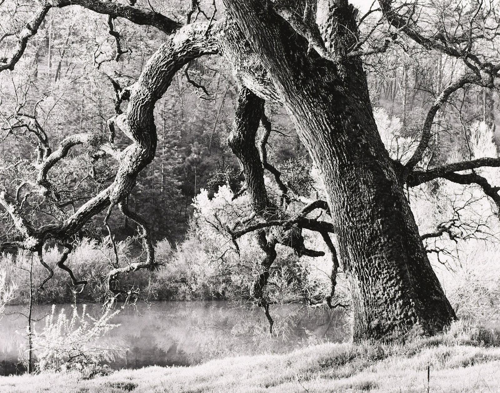 ROGER FREMIER - Tree, Pine Grove, CA, 1992: ARTIST: ROGER FREMIER TITLE: 'Tree, Pine Grove, CA, 1992' MEDIUM: Vintage Silver Gelatin IMAGE SIZE: 7 3/8 x 9 3/8 in DESCRIPTION: This vintage silver gelatin print is signed in pencil mount recto, wi
