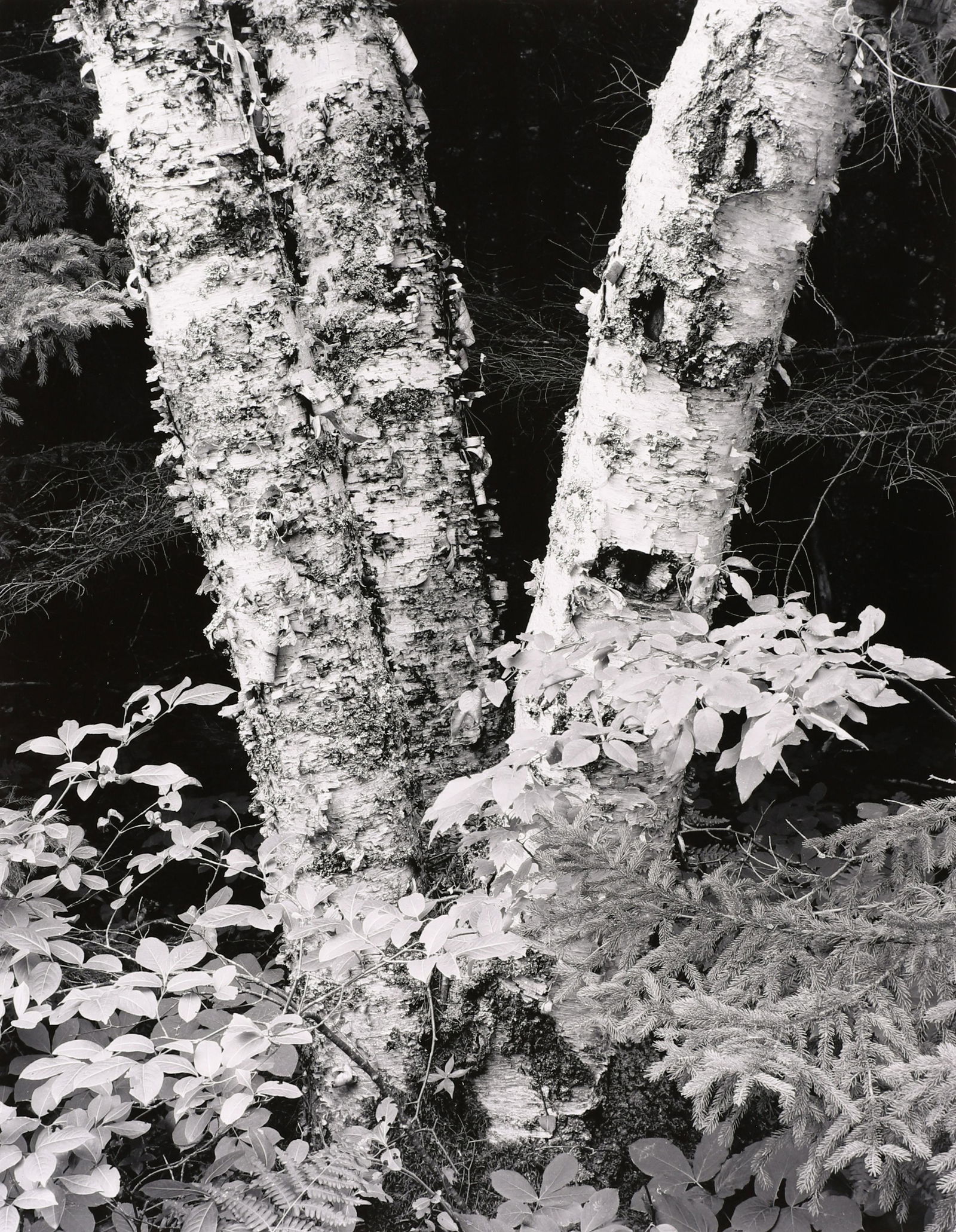 HENRY GILPIN - Split Aspens, 1992 (1 of 3)