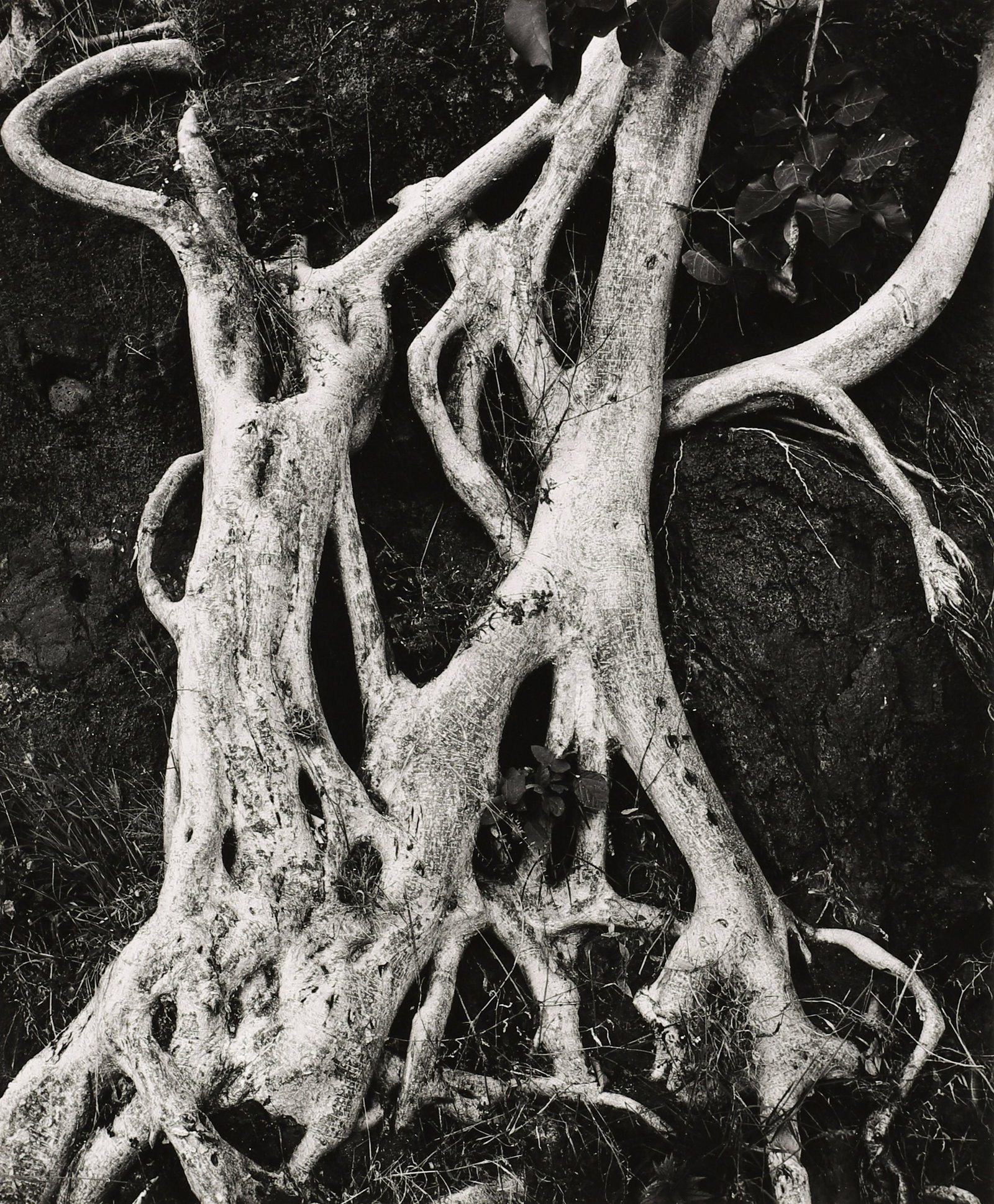 BRETT WESTON - Tree Roots, Baja, 1973: ARTIST: BRETT WESTON TITLE: 'Tree Roots, Baja, 1973' MEDIUM: Vintage Silver Gelatin IMAGE SIZE: 9 3/8 x 7 3/4 in DESCRIPTION: This vintage silver gelatin print is signed and dated in pencil mount rect