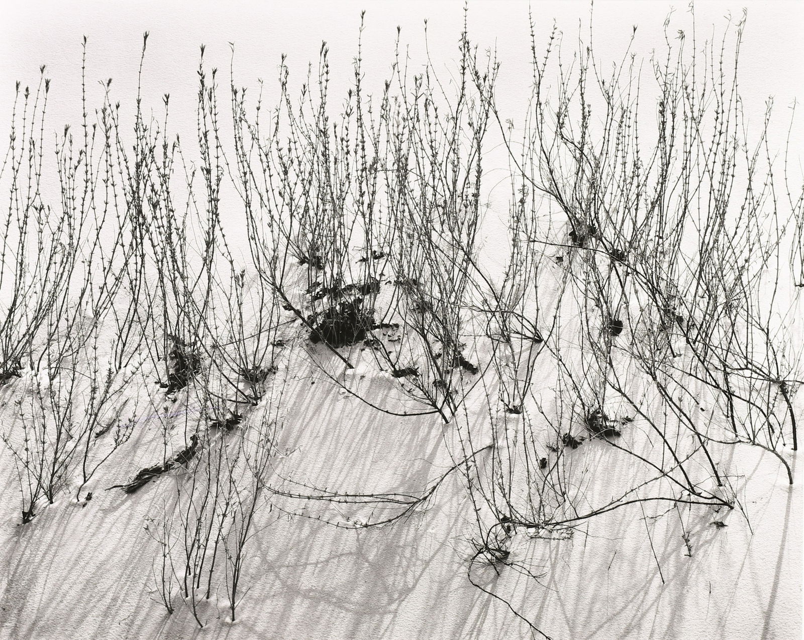 BRETT WESTON - Scrub, White Sands, NM, 1946 (1 of 4)