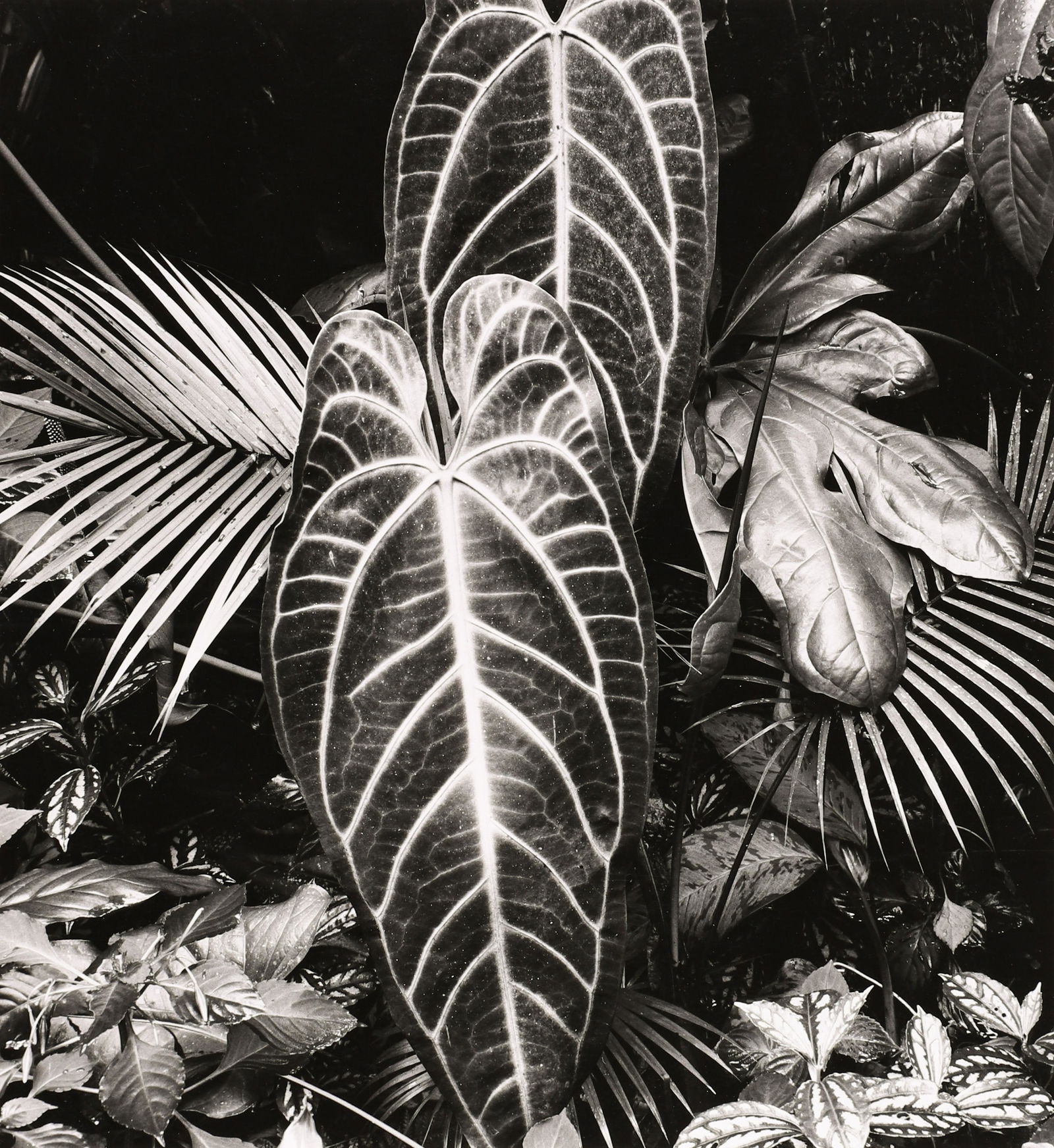 BRETT WESTON - Leaf Cluster, Hawaii, 1979 (1 of 4)