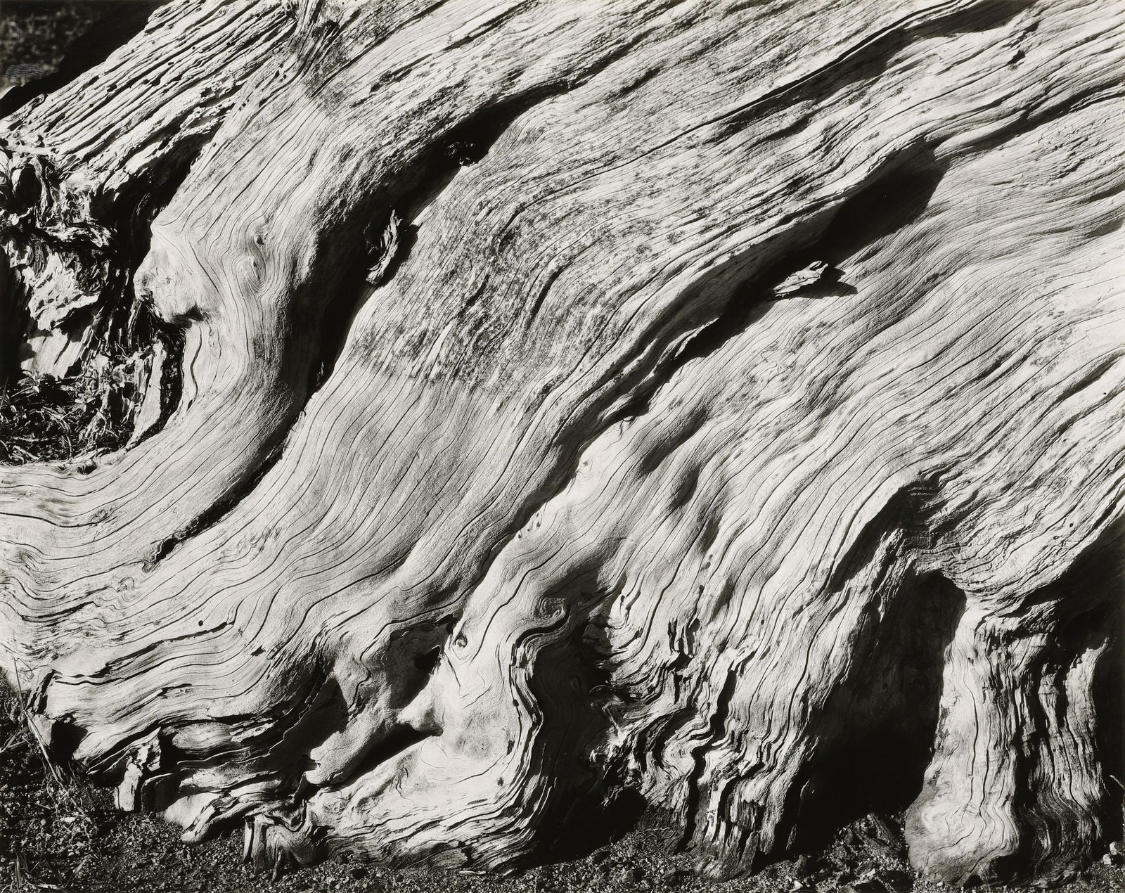 EDWARD WESTON - Cypress Root, Point Lobos, 1929 (1 of 3)