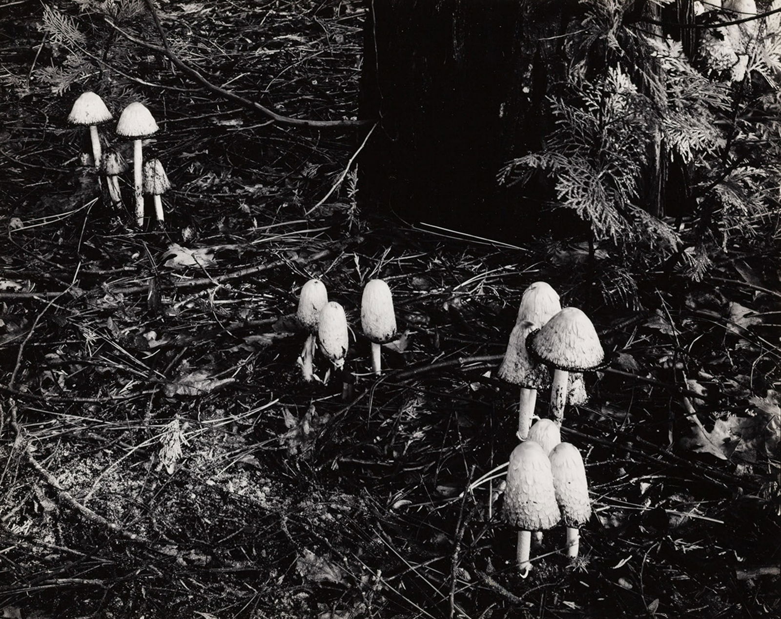 ANSEL ADAMS - Mushrooms, Forest Floor, Yosemite Valley, (1 of 4)