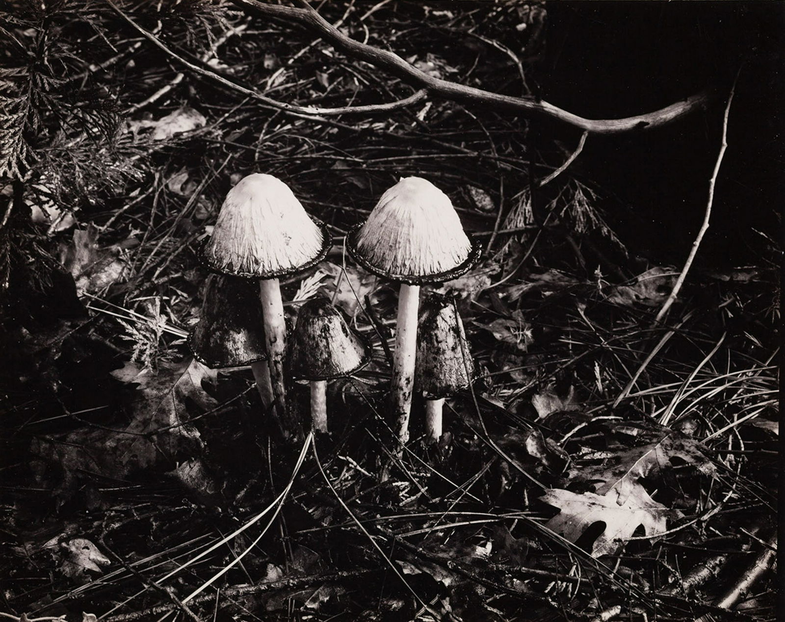 ANSEL ADAMS - Mushrooms, Forest Floor, Yosemite Valley, (1 of 4)