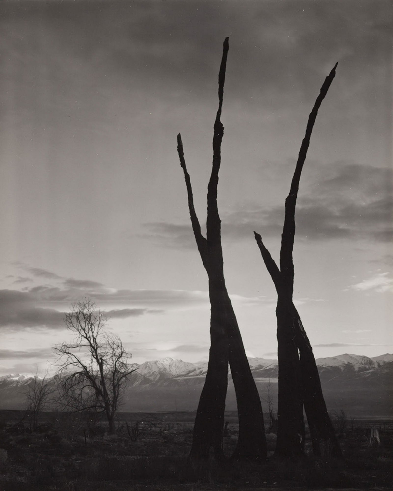 ANSEL ADAMS - Dead Trees, Mount Tom, Sierra Nevada, (1 of 4)