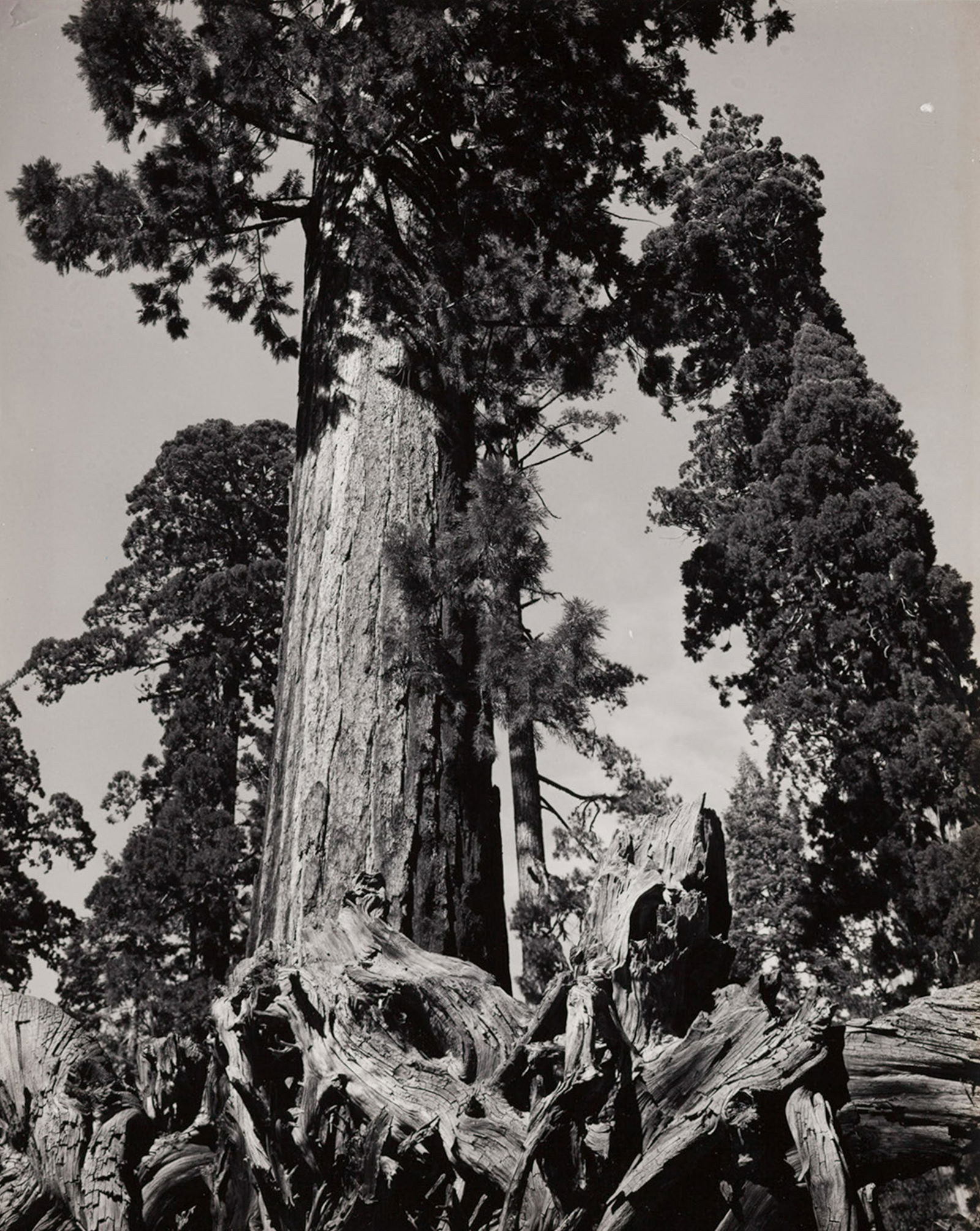 ANSEL ADAMS - In the Mariposa Grove of Big Trees (1 of 4)