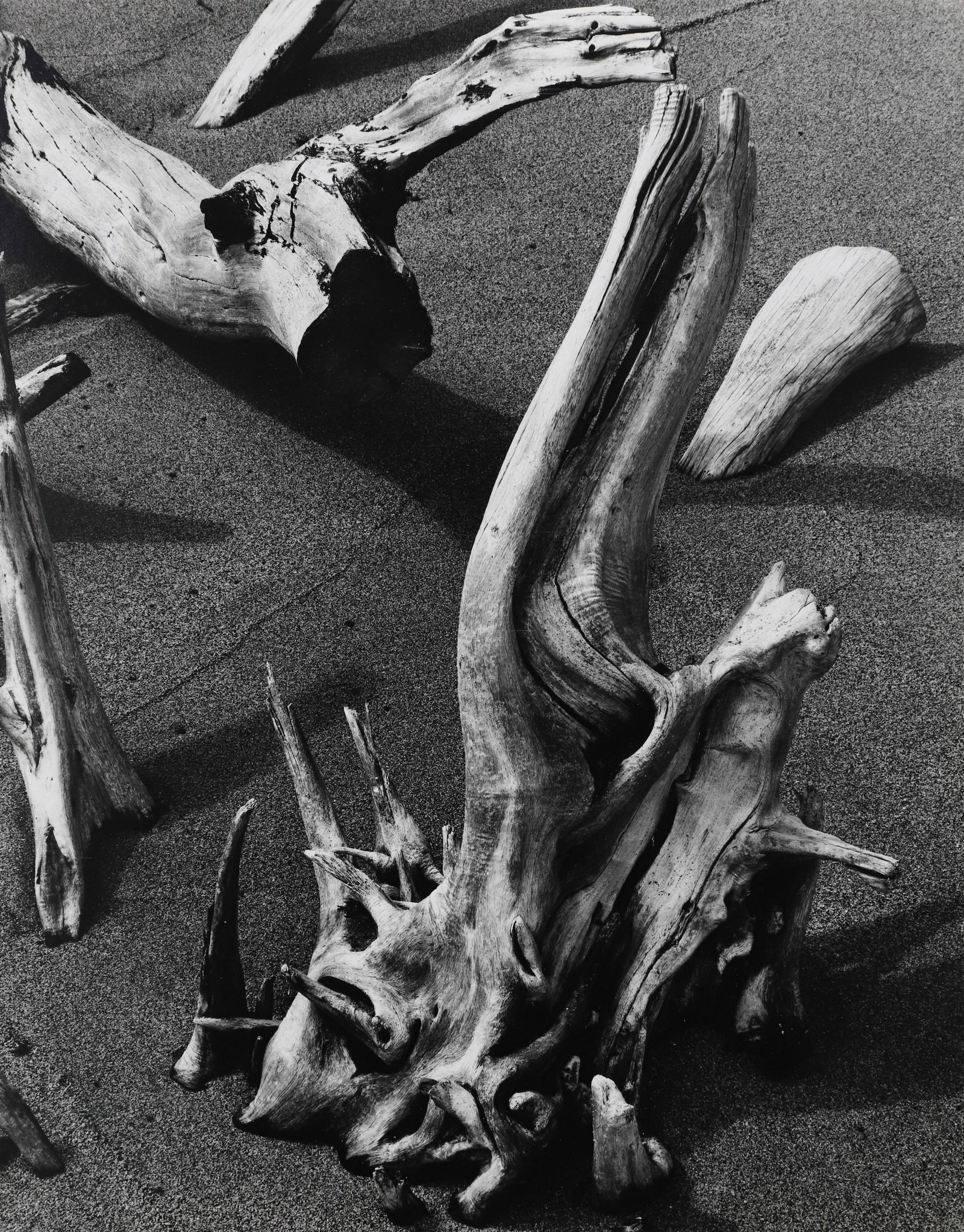 BRETT WESTON - Driftwood, Hawaii, 1978: ARTIST: Brett Weston TITLE: Driftwood, Hawaii, 1978 MEDIUM: Vintage Silver Gelatin IMAGE SIZE: 13 5/8 x 10 3/4 in DESCRIPTION: This vintage silver gelatin print is signed and dated 1978 in pencil moun