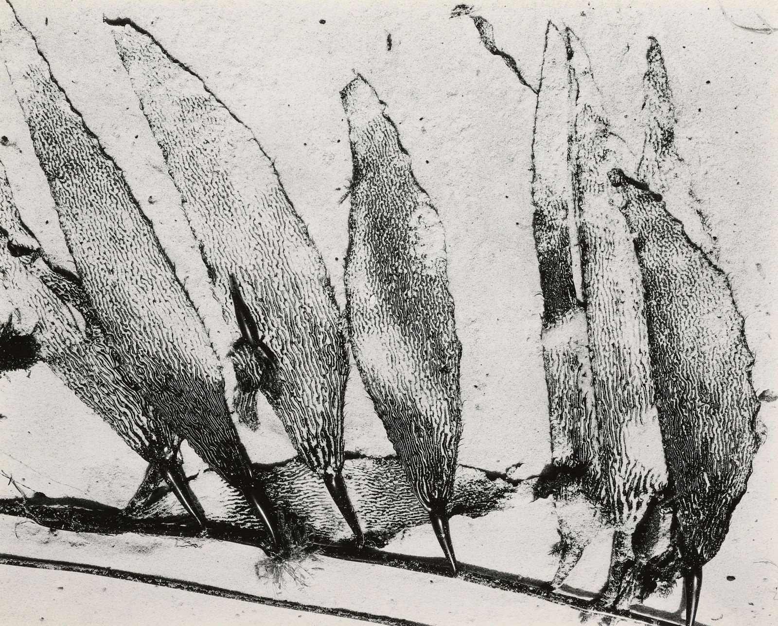 EDWARD WESTON - Seaweed, Carmel, 1930 (1 of 3)