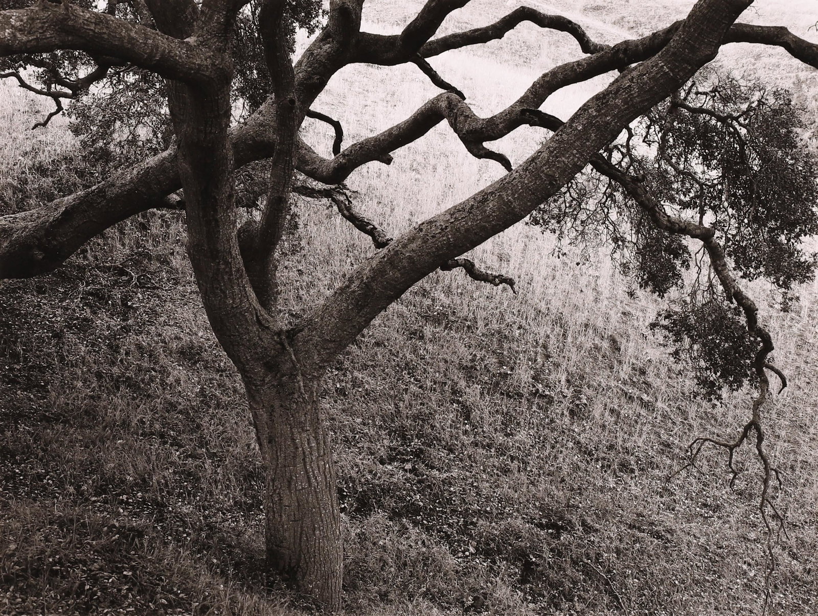 RICK BUNGOLF - Oak Tree, Carmel, 1977: ARTIST: Rick Bungolf TITLE: Oak Tree, Carmel, 1977 MEDIUM: Vintage Silver Gelatin IMAGE SIZE: 7 x 9 1/4 in DESCRIPTION: This vintage silver gelatin print is signed in pencil mount recto, with a dedica