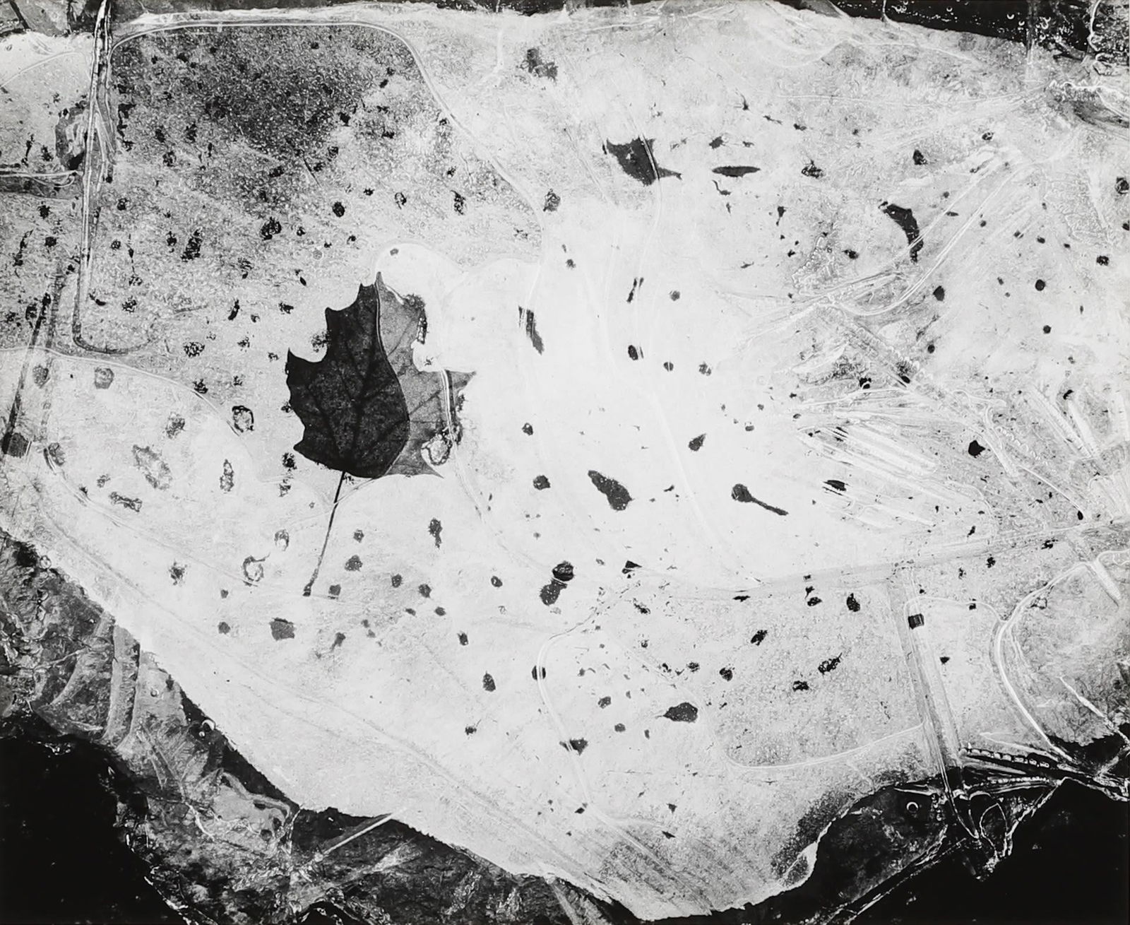 PAUL CAPONIGRO - Leaf in Ice, Nahant, Massachusetts, (1 of 2)