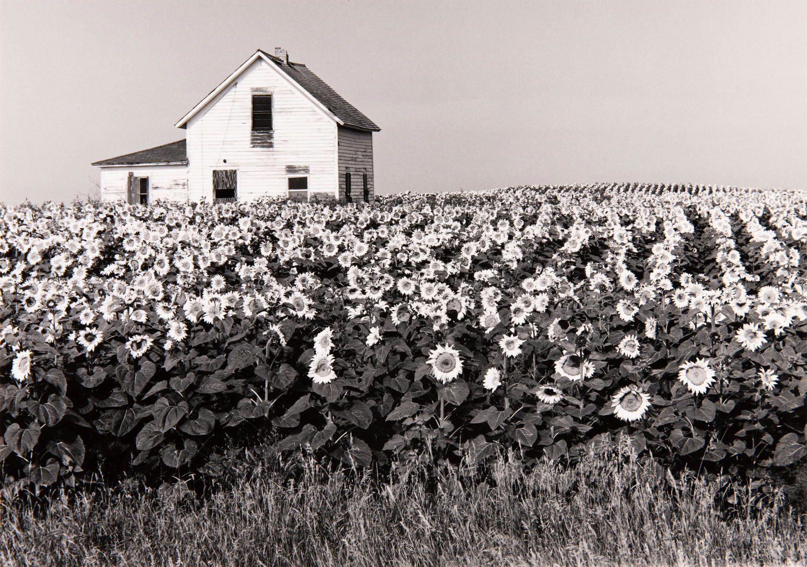 HENRY GILPIN - Sunflowers, North Dakota, (1 of 3)