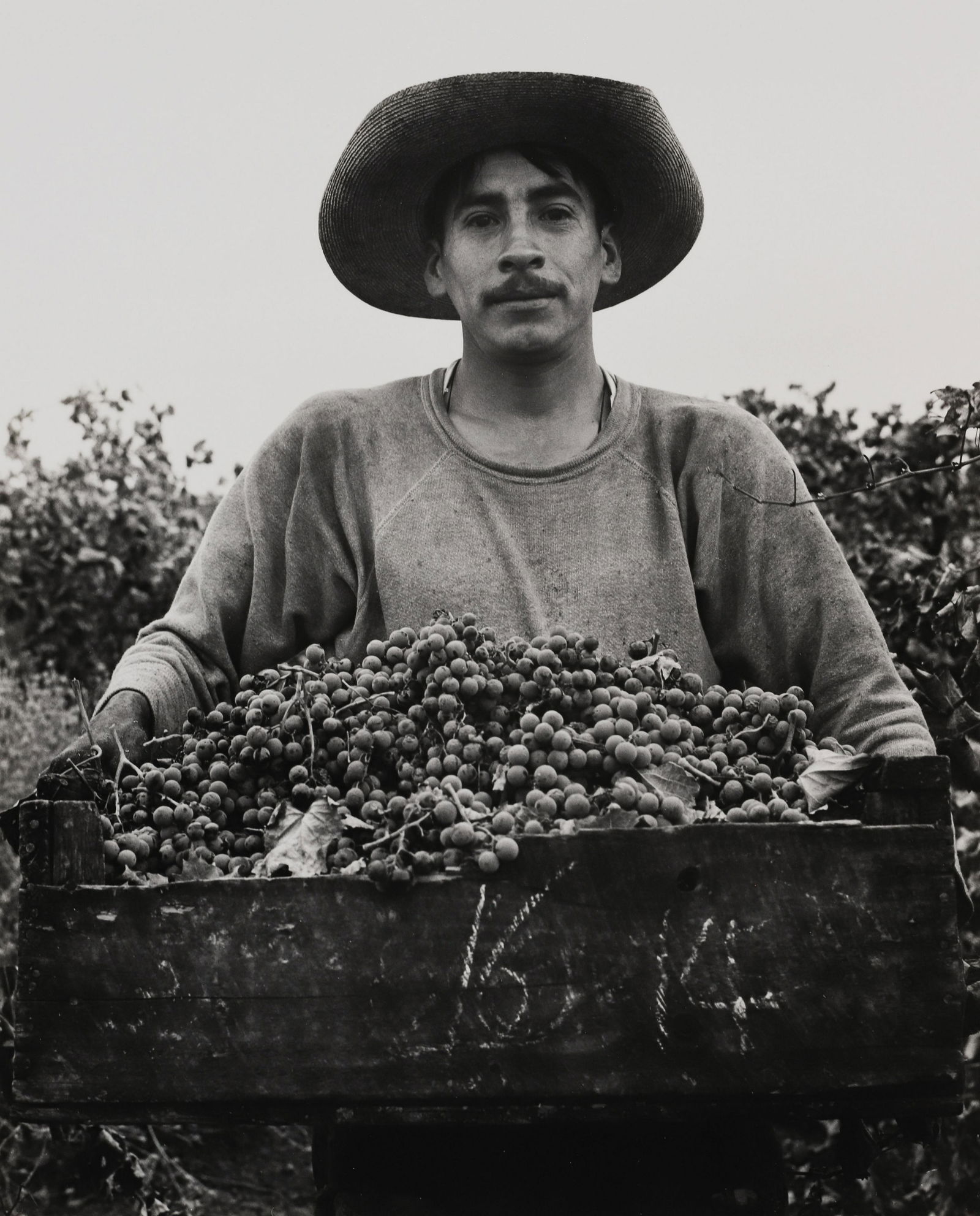 PIRKLE JONES - Grape Picker, Berryessa Valley, CA, (1 of 2)