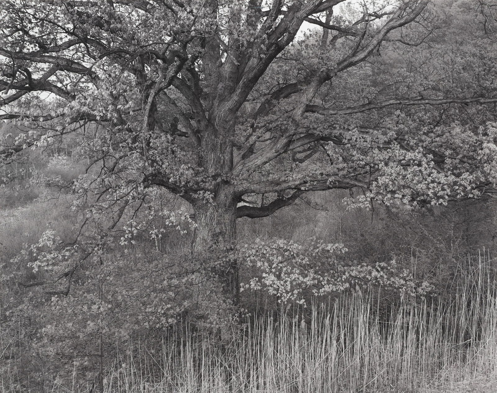 GEORGE TICE - Oak Tree, Holmdel, New Jersey, 1970, (1 of 3)