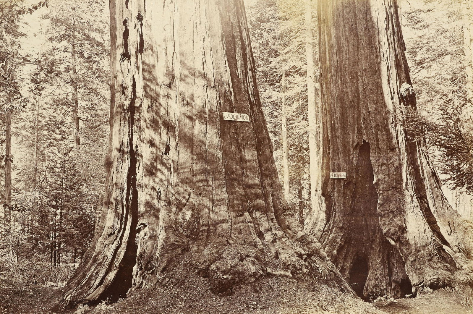 CARLETON WATKINS - Old Dominion, Big Trees, California, (1 of 3)