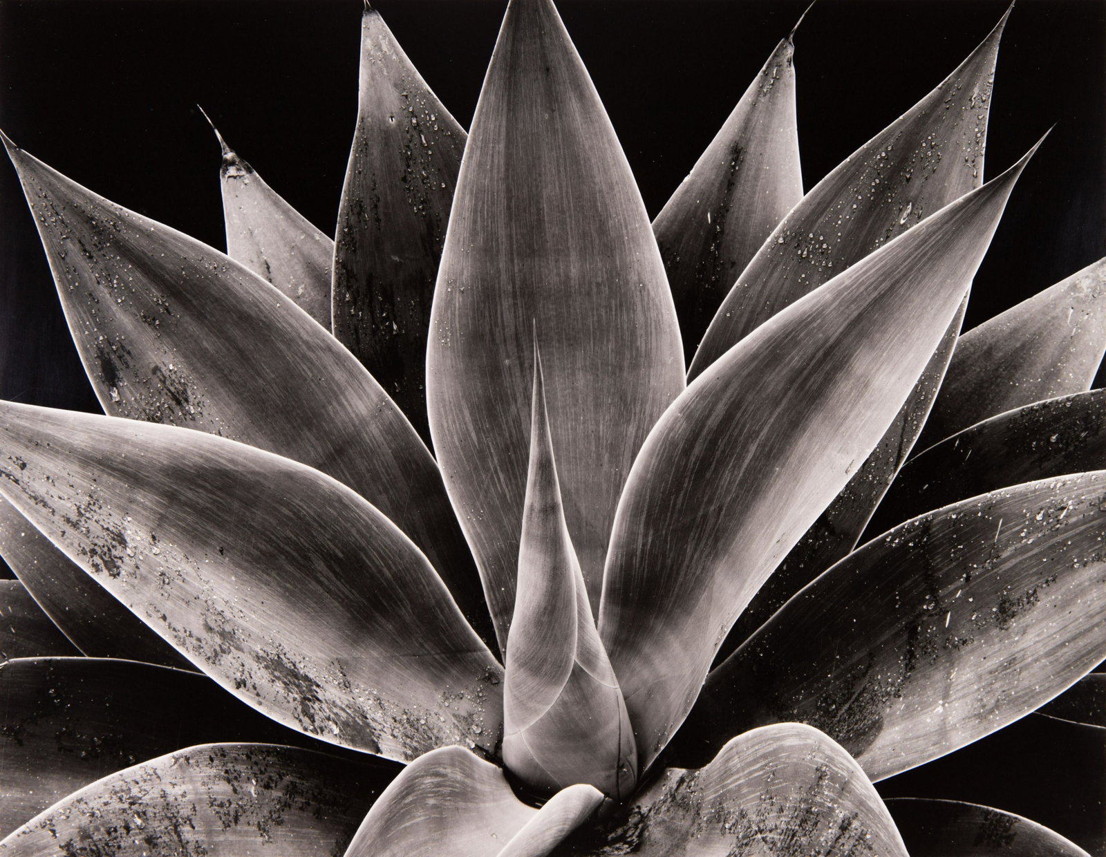 BRETT WESTON - Century Plant, 1977: ARTIST: Brett Weston TITLE: Century Plant, 1977 MEDIUM: Silver Gelatin IMAGE SIZE: 10 3/8 x 13 3/8 in DESCRIPTION: This silver gelatin print is signed in pencil mount recto. CONDITION: For a comprehen