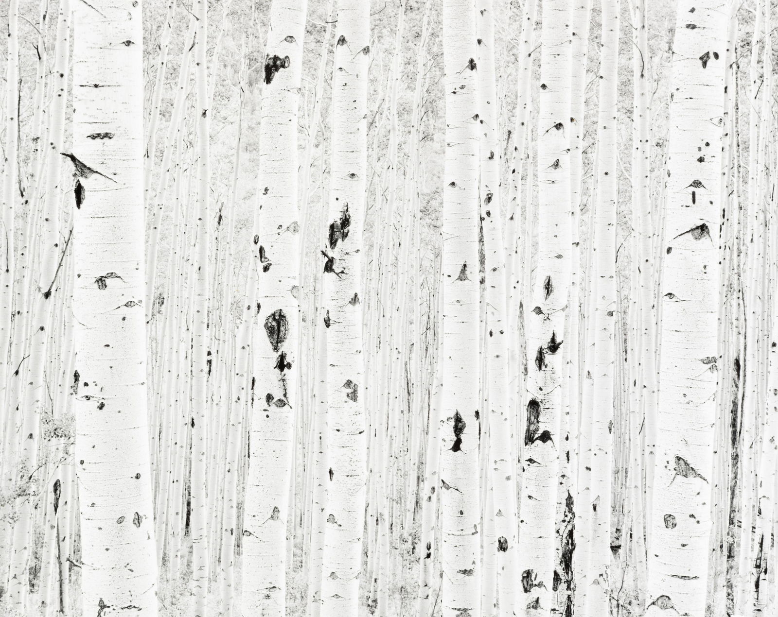 JOHN SEXTON - Aspen, Quiet Light, 1989: Property from the McLaughlin Collection ARTIST: John Sexton TITLE: Aspen, Quiet Light, 1989 MEDIUM: Silver Gelatin IMAGE SIZE: 10 1/2 x 13 1/4 in SUPPORT: 16 x 20 in DESC