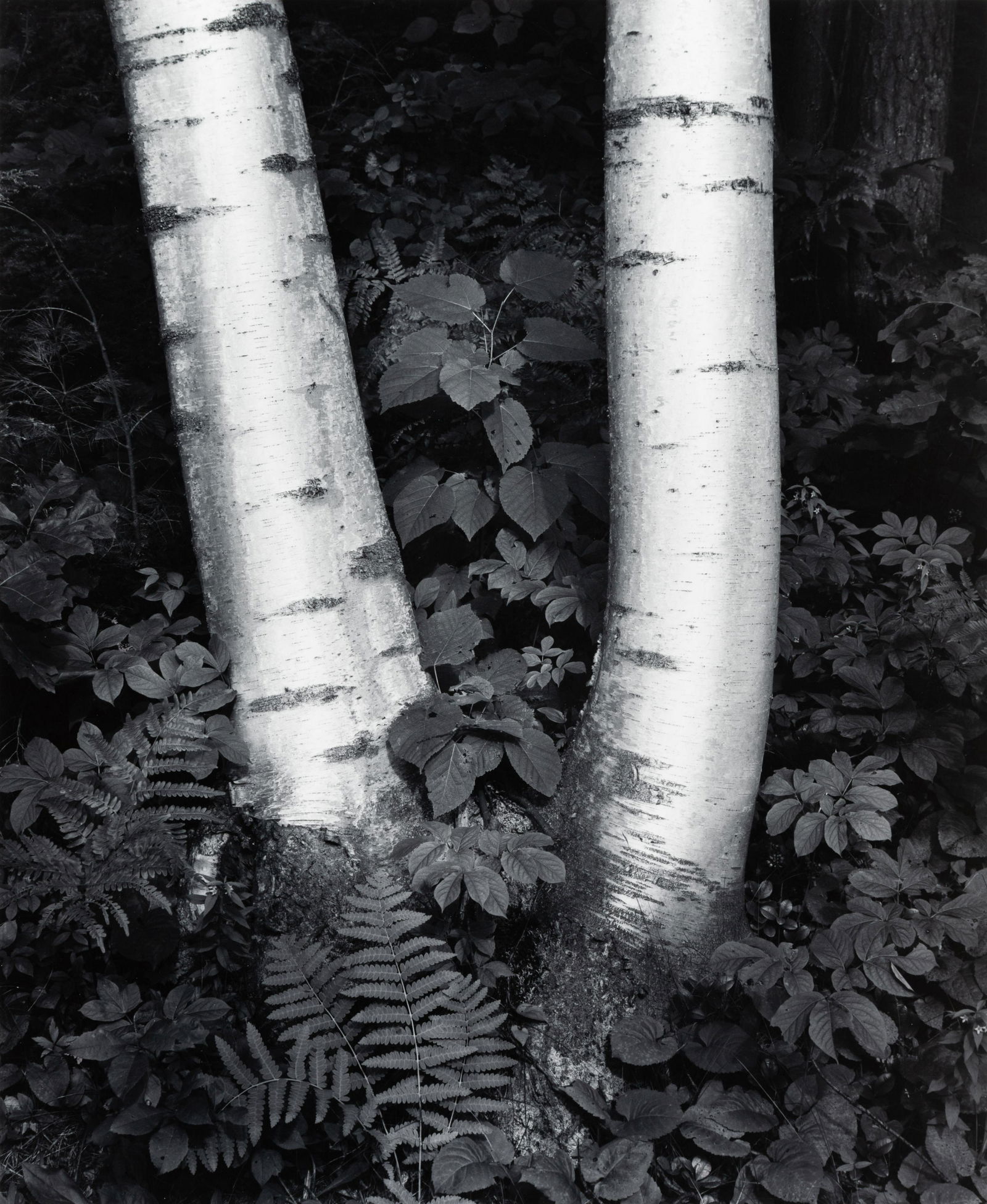 JOHN SEXTON - Birch Trunks, New Hampshire, 1984: Property from the Byers Collection ARTIST: John Sexton TITLE: Birch Trunks, New Hampshire, 1984 MEDIUM: Silver Gelatin IMAGE SIZE: 12 1/4 x 10 in SUPPORT: 20 x 16 in DESC
