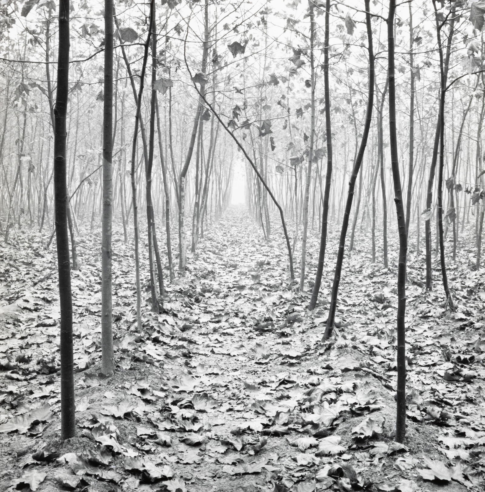 JOHN SEXTON - Forest in Mist, Xian, China, 1984: Property from the McLaughlin Collection ARTIST: John Sexton TITLE: Forest in Mist, Xian, China, 1984 MEDIUM: Silver Gelatin IMAGE SIZE: 10 1/2 x 10 3/8 in SUPPORT: 20 x 16 in