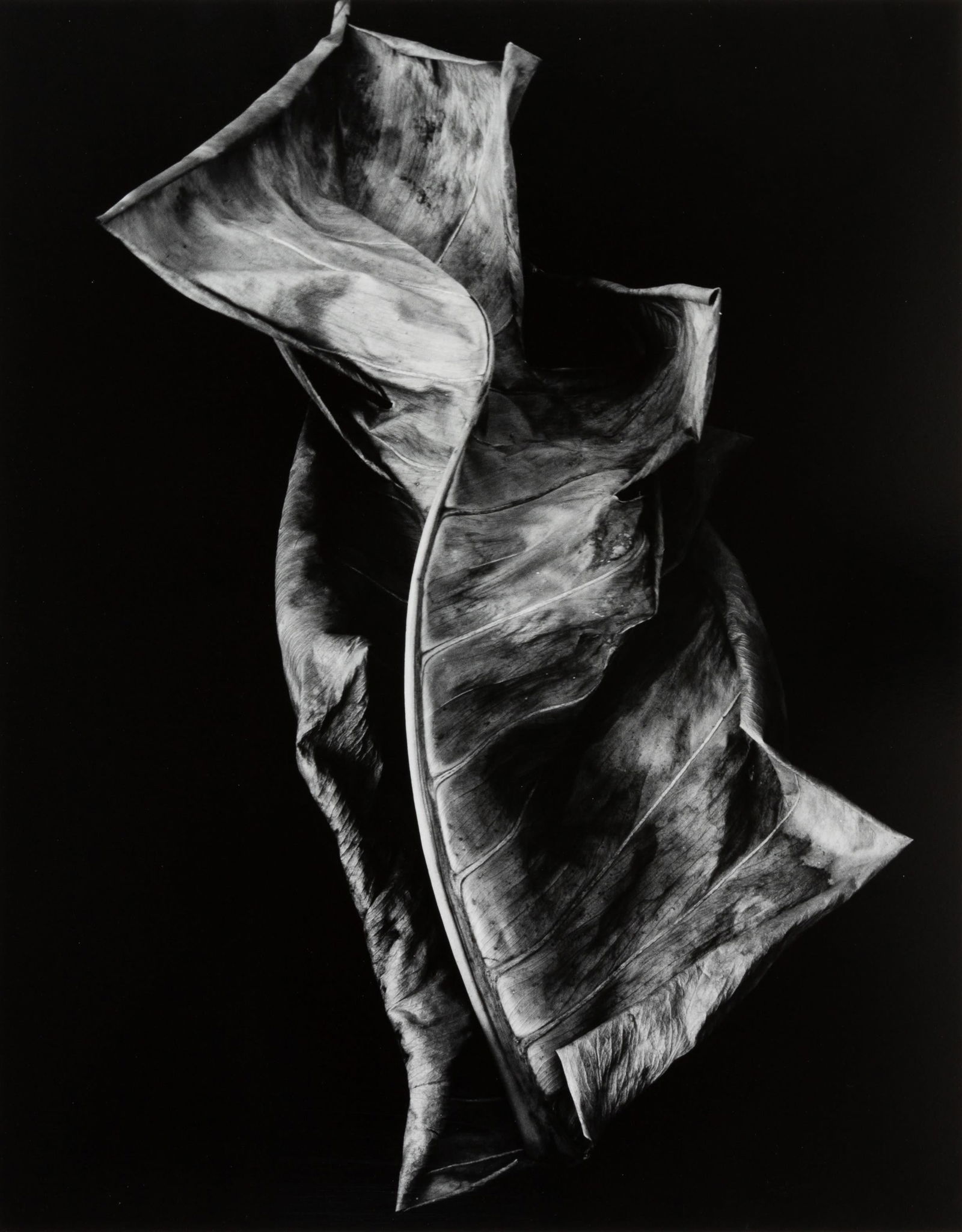 BRETT WESTON - Leaf, Hawaii, 1986 (1 of 4)