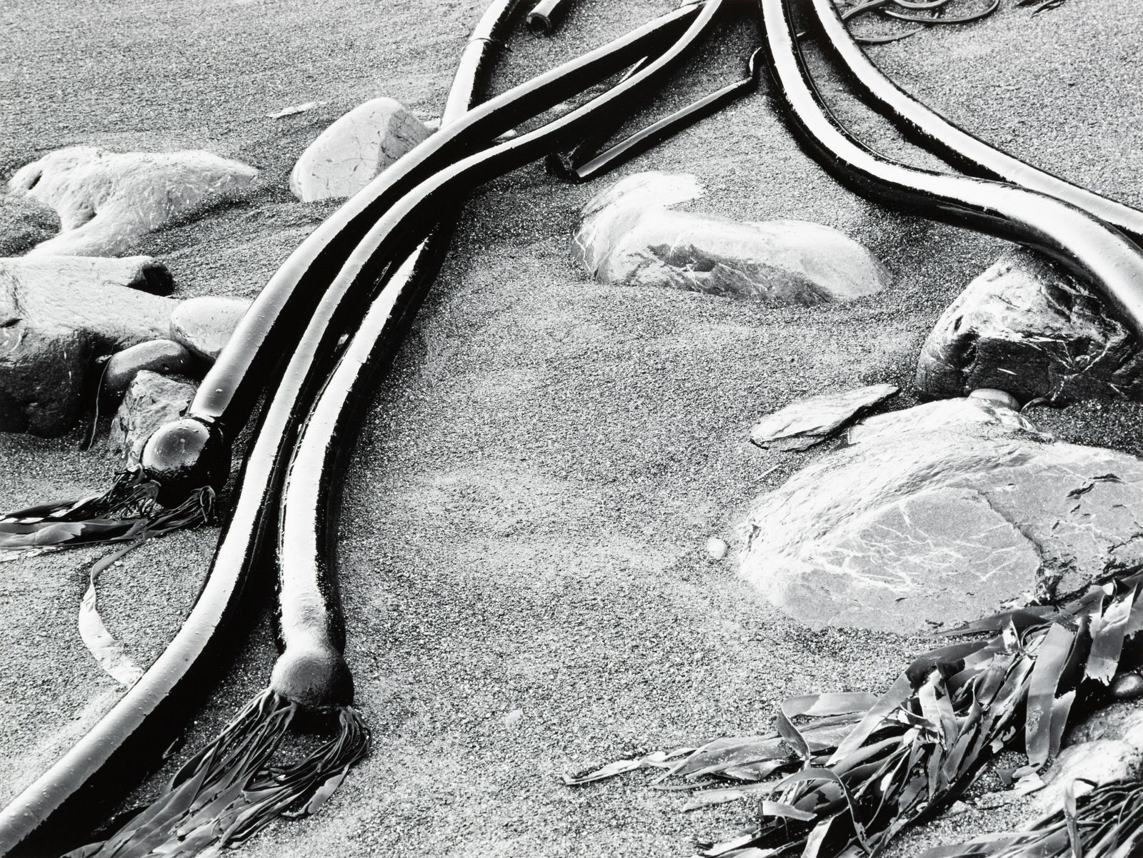 HUNTINGTON WITHERILL - Kelp and Rocks, South Coast, Big (1 of 3)