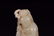 "Lotus boy" handpiece of Hetian jade in Qing Dynasty - 4