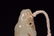 "Lotus boy" handpiece of Hetian jade in Qing Dynasty - 6