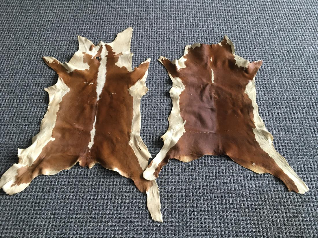 2 CALF HIDE SKINS: Brown & cream calf hides great for rugs - approximate sizes - 38" l x 26.5 w at the legs & 46" l x 29" w at the legs
