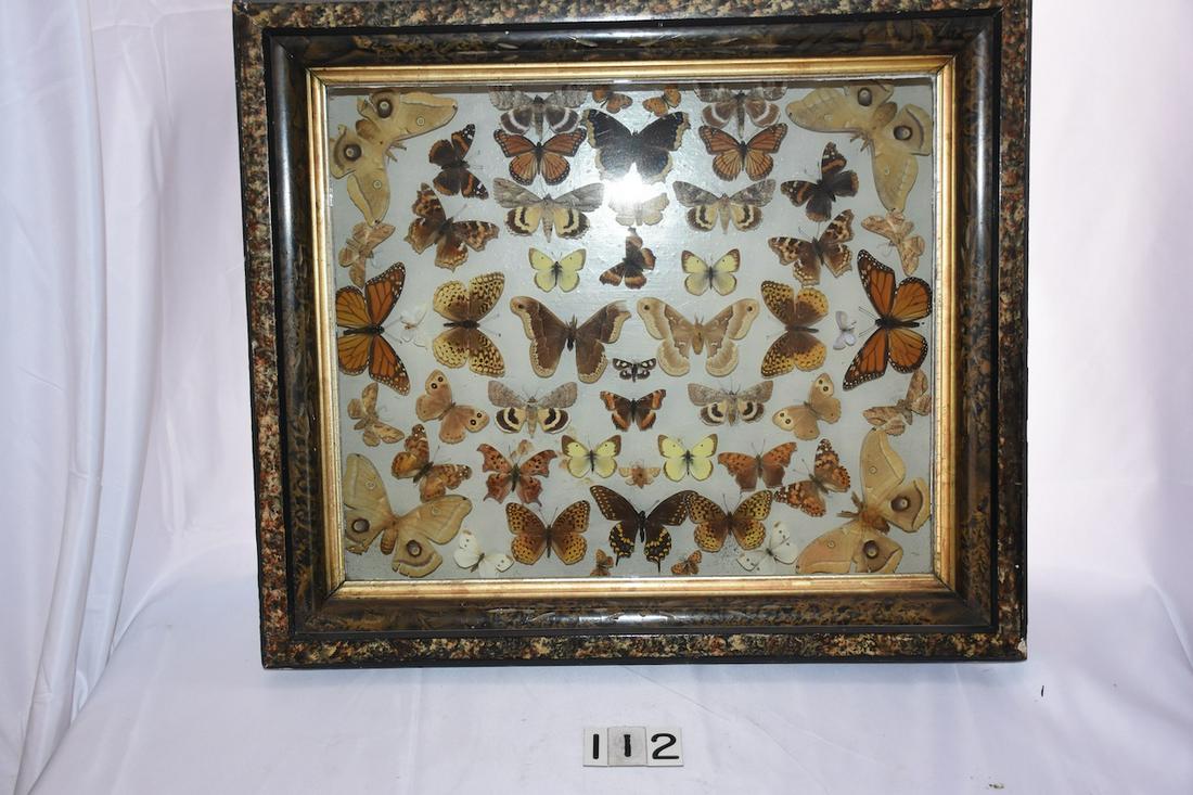 Framed Butterfly Collection (1 of 1)