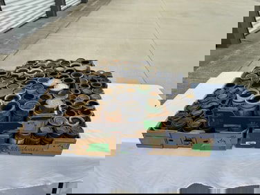 151 Cylinder Records