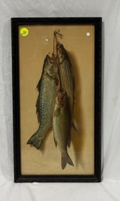 Print, Bass and Mackerel