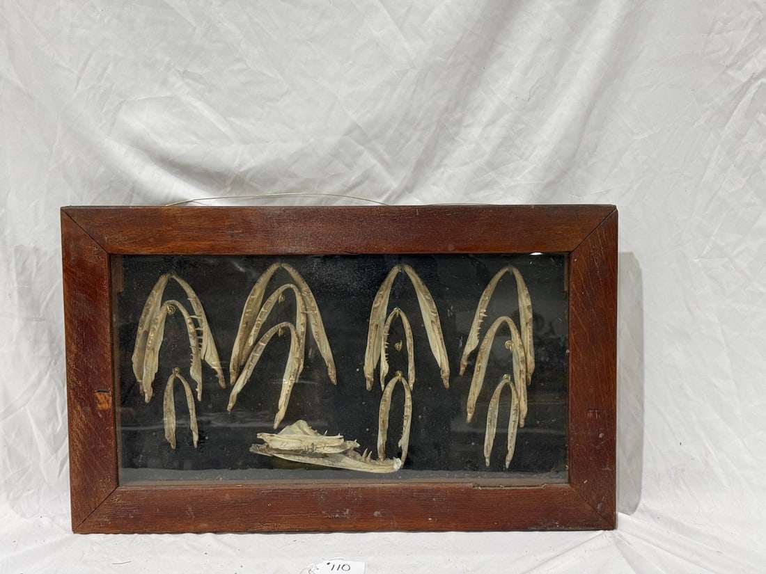 Fish Mounts of Jaws: In a shadowbox frame. 30x18