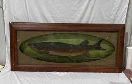 A Fantastic Fish Mount in Shadowbox Frame