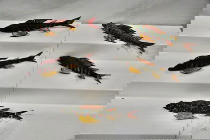 5 Fish Spearing Decoys