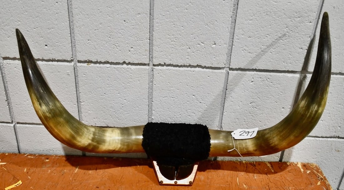 Mounted Set of Long Horn Steer Horns (1 of 1)